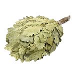 Веник дубовый Богатырь Банные штучки /20